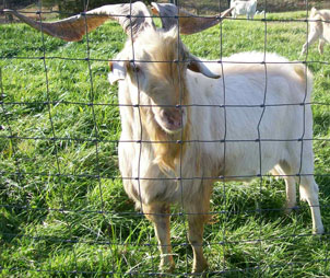 Josh, one of our bucks