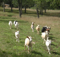 The girls come running