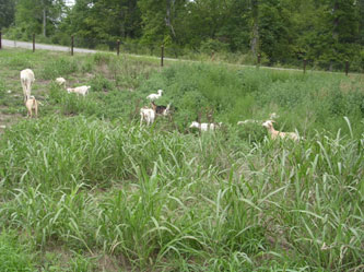 Goats munching